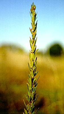 PHOTO: Chinese bush clover