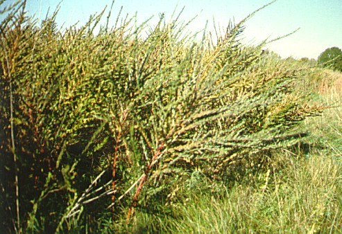 PHOTO: Chinese bush clover