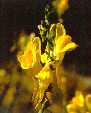 PHOTO: linaria vulgaris
