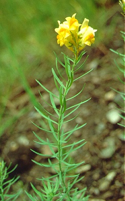PHOTO: linaria vulgaris