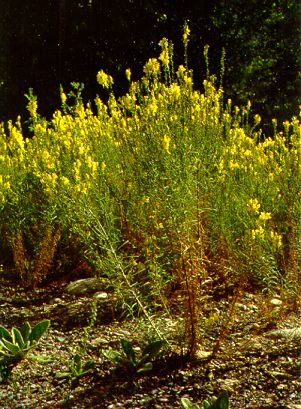 PHOTO: linaria vulgaris