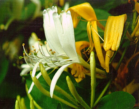 PHOTO: japanese honeysuckle