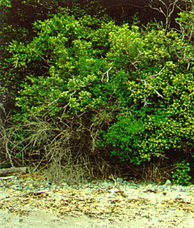 PHOTO: Morrow's honeysuckle