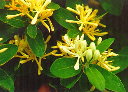 PHOTO: Morrow's honeysuckle