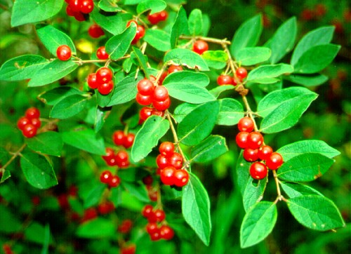 PHOTO: Morrow's honeysuckle