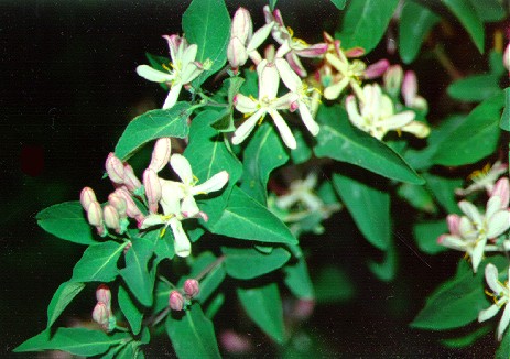 PHOTO: Tatarian honeysuckle