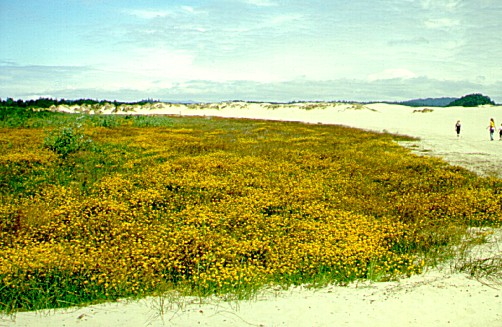 PHOTO: lotus corniculatus