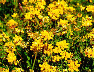PHOTO: lotus corniculatus