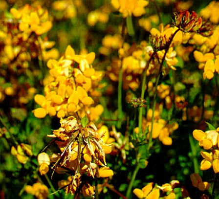 PHOTO: lotus corniculatus