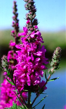 PHOTO: purple loosestrife