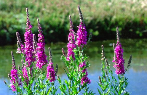 PHOTO: purple loosestrife