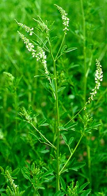 PHOTO: white sweetclover