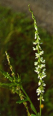 PHOTO: white sweetclover