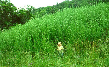 PHOTO: white sweetclover