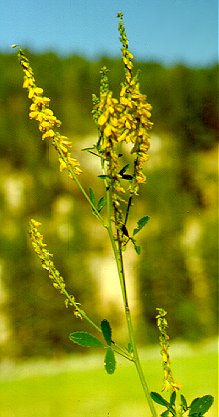 PHOTO: yellow sweetclover
