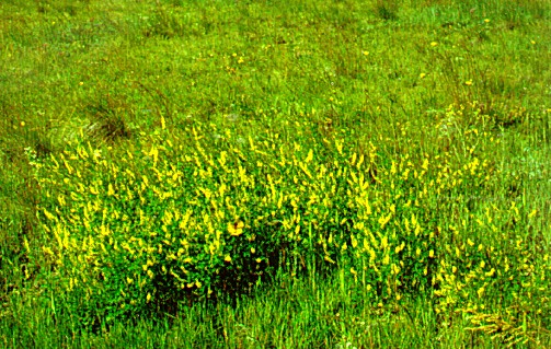 PHOTO: yellow sweetclover
