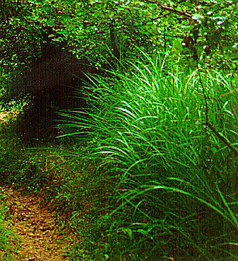 PHOTO: chinese silver grass