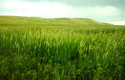 PHOTO: reed canary grass