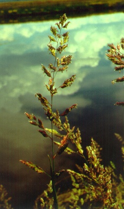 PHOTO: reed canary grass