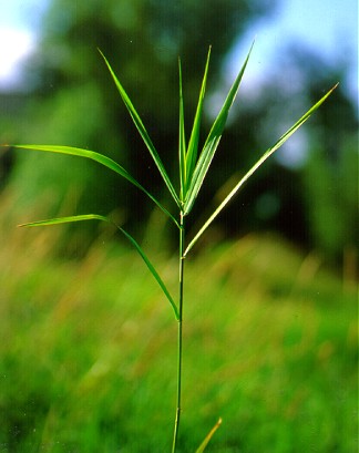 PHOTO: reed canary grass