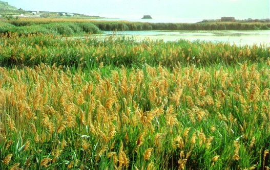 PHOTO: common reed