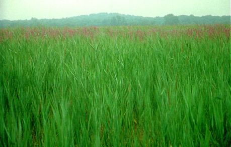 PHOTO: common reed