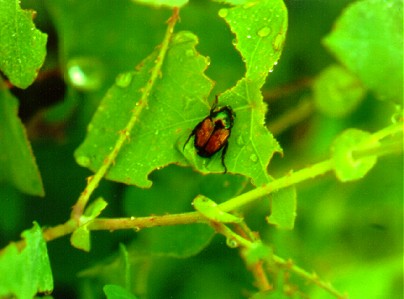 PHOTO: polygonum perfoliatum