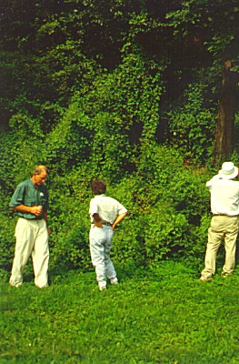 PHOTO: polygonum perfoliatum