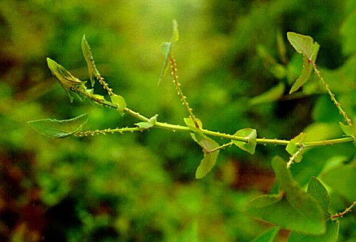 PHOTO: polygonum perfoliatum