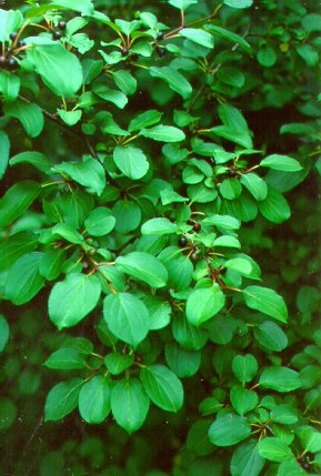 PHOTO: buckthorn