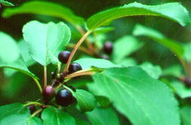 PHOTO: buckthorn