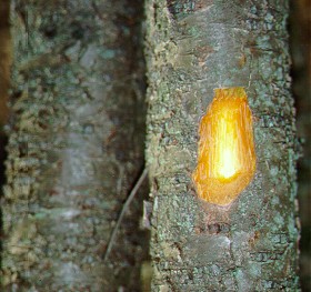 PHOTO: buckthorn