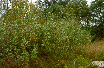 PHOTO: buckthorn