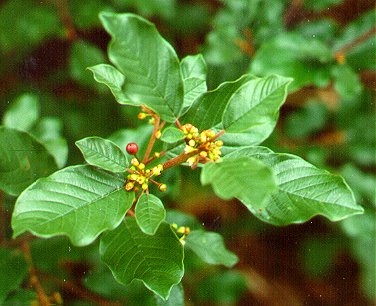 PHOTO: buckthorn