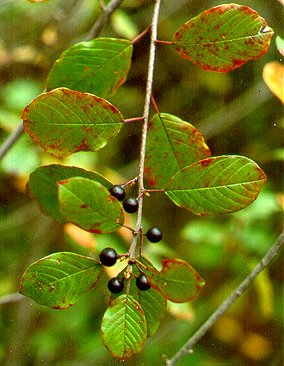 PHOTO: buckthorn
