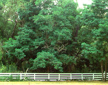 PHOTO: black locust