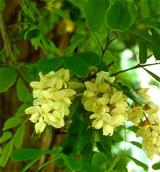 PHOTO: black locust