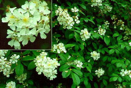 PHOTO: rosa multiflora