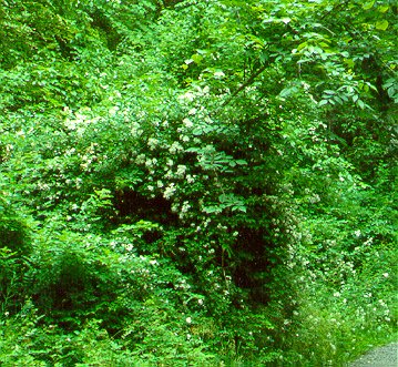 PHOTO: rosa multiflora