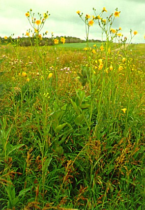 PHOTO: field sow-thistle