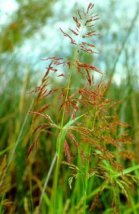 PHOTO: sorghum halapense