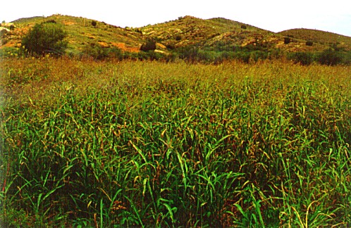 PHOTO: sorghum halapense