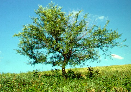 PHOTO: ulmus pumila