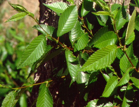 PHOTO: ulmus pumila
