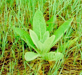 PHOTO: verbascum thapsus