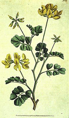 Botanical Illustration