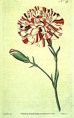 Botanical Illustration