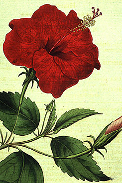 Botanical Illustration