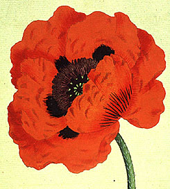 Botanical Illustration