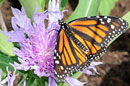 PHOTO: Butterfly  on native flowers